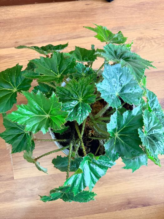 Домашний цветы Бегония