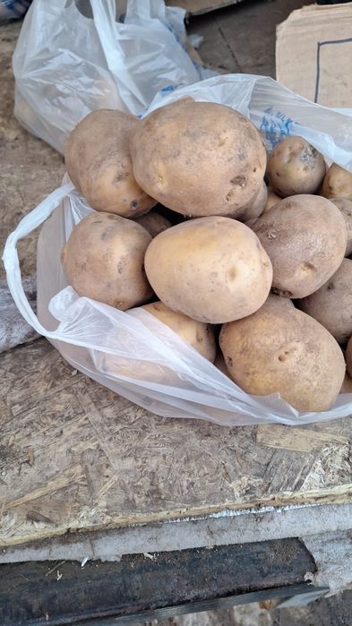 Картошка Гала дачный