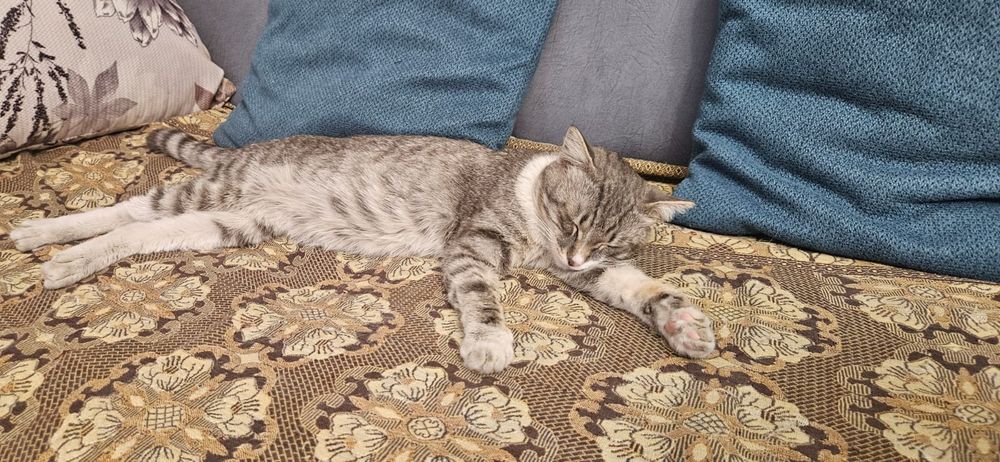 Отдам кота в хороше руки