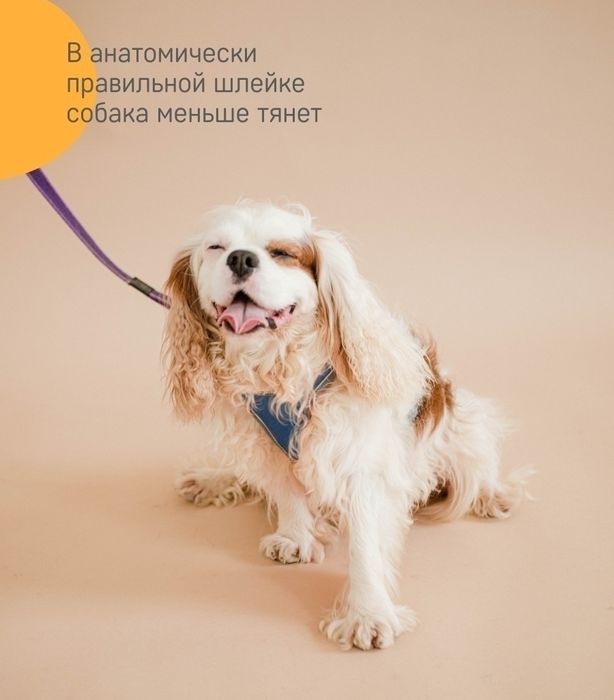 Шлейка для собак анатомическая