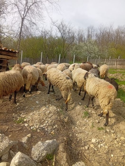 Vând oi tinere corcitura