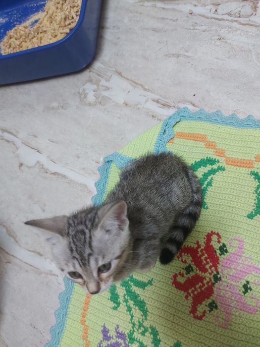 Красивая кошечка