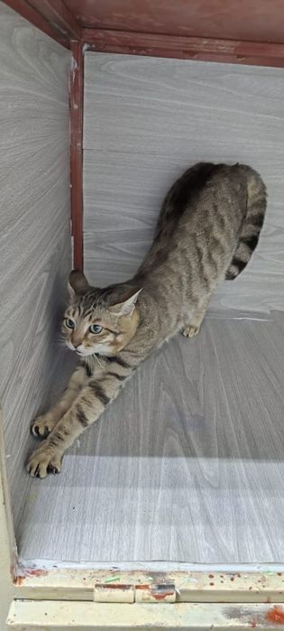 Отдадим котика бесплатно