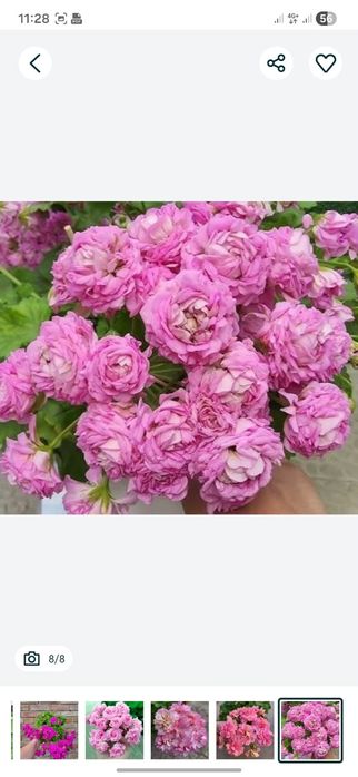 Сортовые пеларгонии