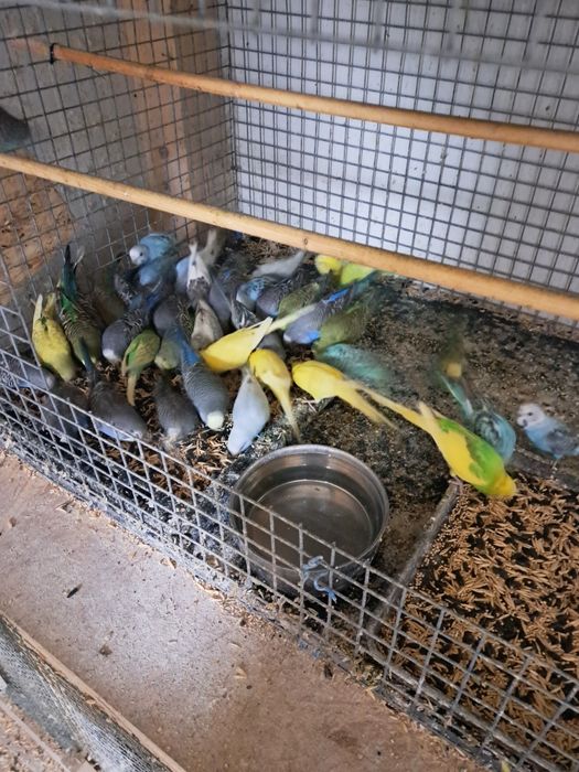 Vand perusi  tineri si maturi