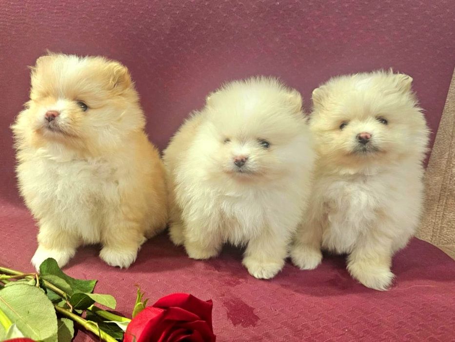 Очаровательные щенки шпица.