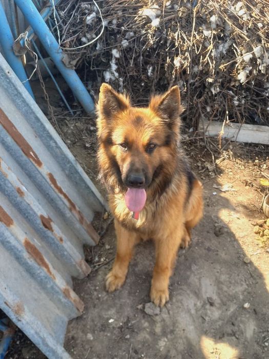 Продаются щенки немецкой овчарки.