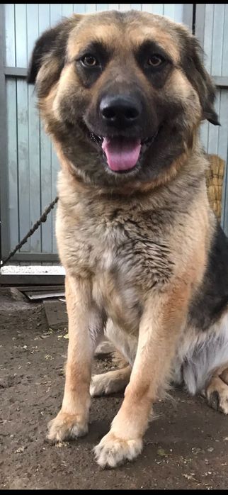 Отдам в хорошие руки