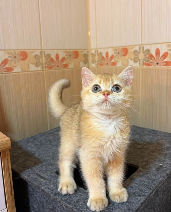 British shorthair cu pedigree