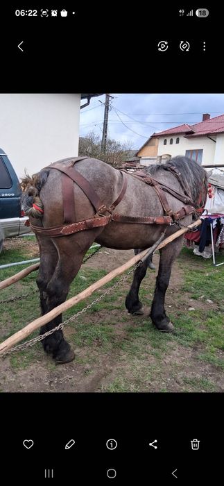 Vând cal de cinci anii