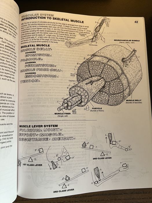 Atlas de anatomie pentru colorat