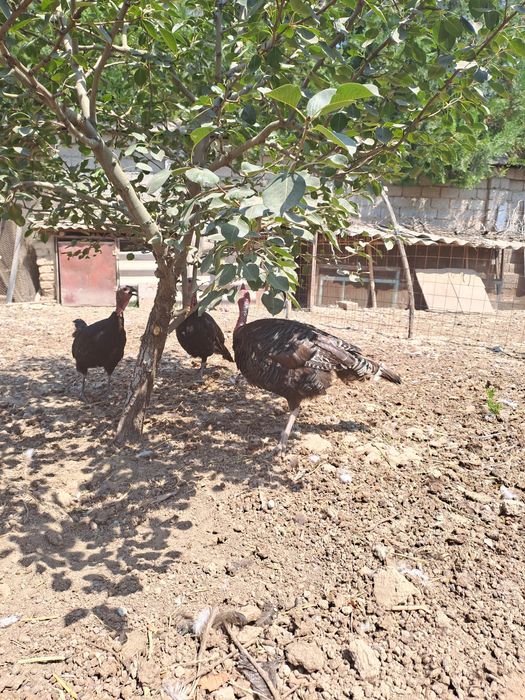 Черняевкада куркалар сотилади,.