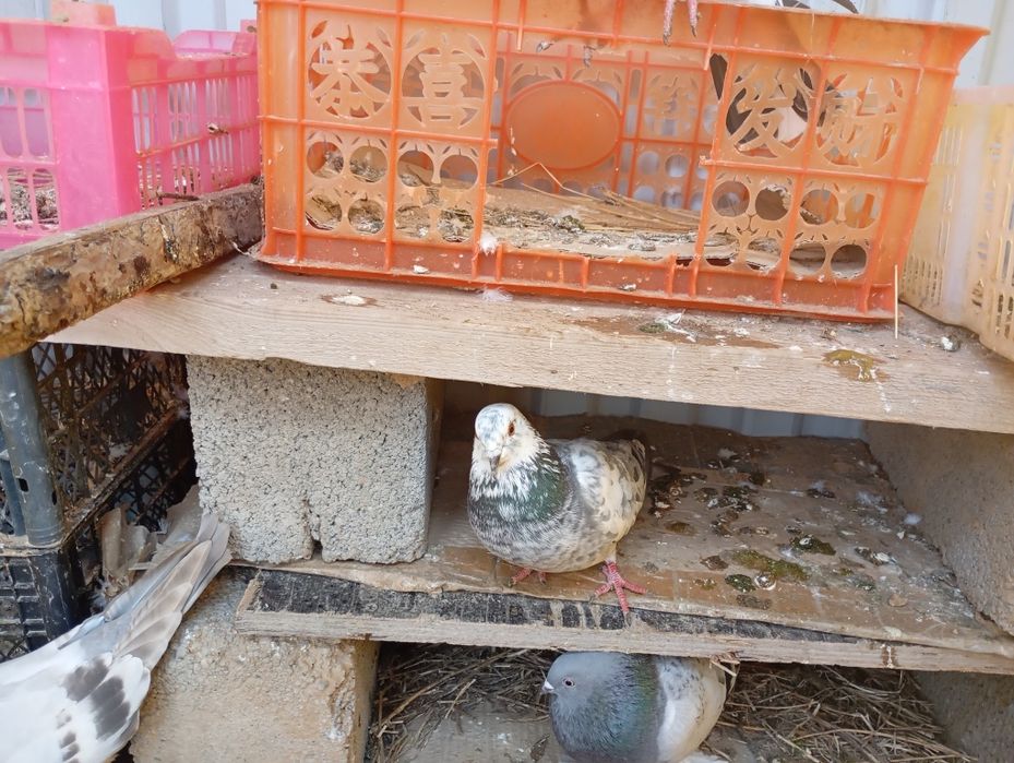 Кептер оиыншы 1 одмен