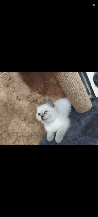 Британски котета