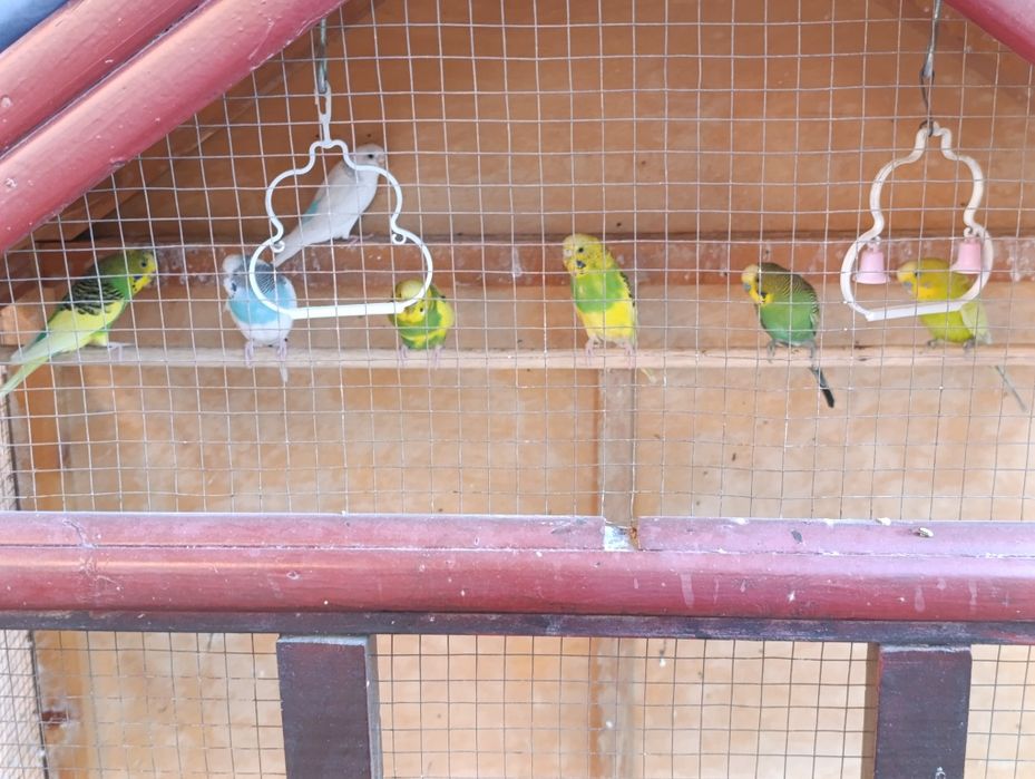 Qushlarga kafolat beraman