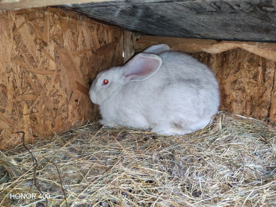 De vanzare ce se vede