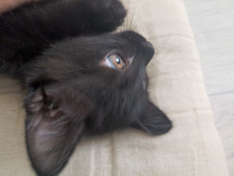 Котенок 2 месяца