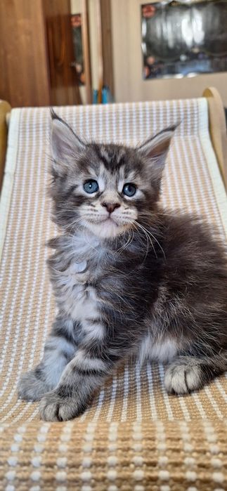 Котята  мейн-кун