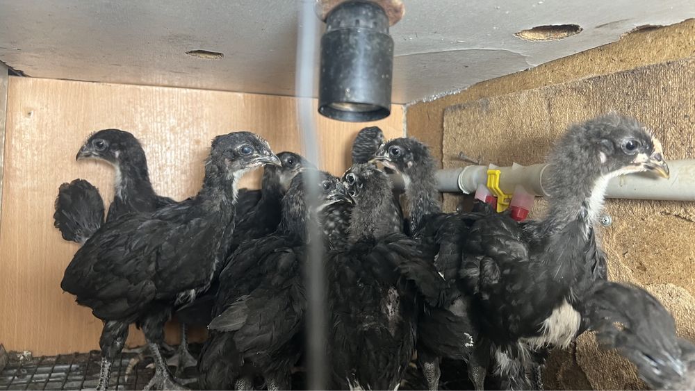 Цыплята Джерсиский гигант