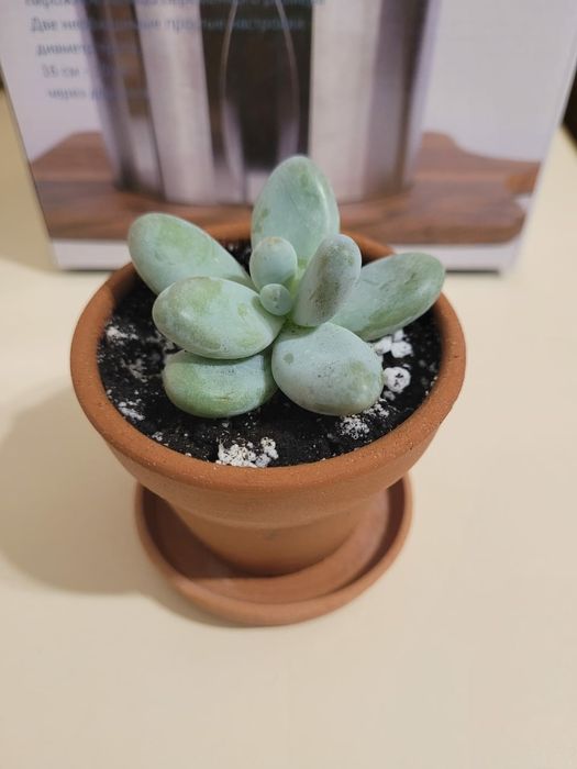 Суккулентные растения, сочные красивые разные