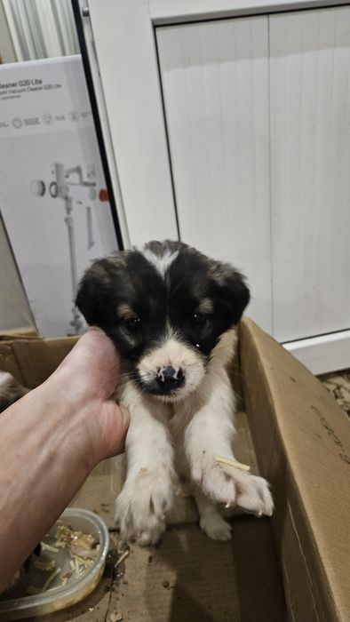 Щенки в добрые руки