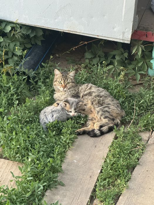 Отдам котят в добрые руки
