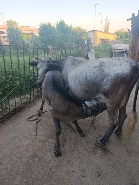 Мол сигир