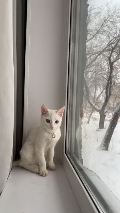 Очаровательная кошечка ищет дом