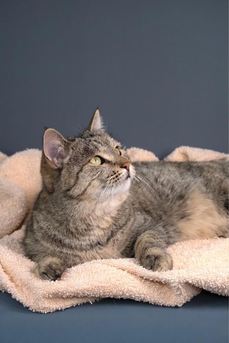 Кошка возрастом два года ищет семью