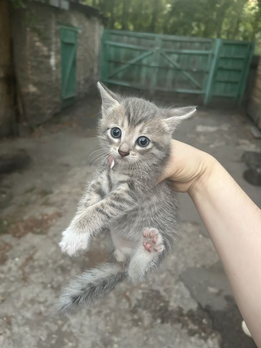 Отдам бесплатно котят