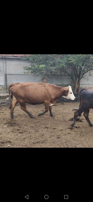 Продавам крави и телета