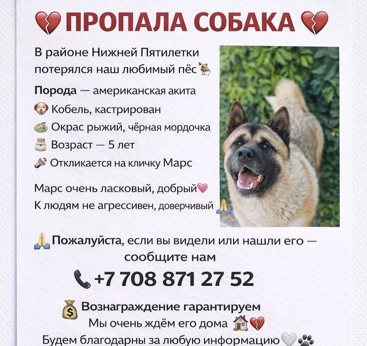 Пропала собака Американская акита