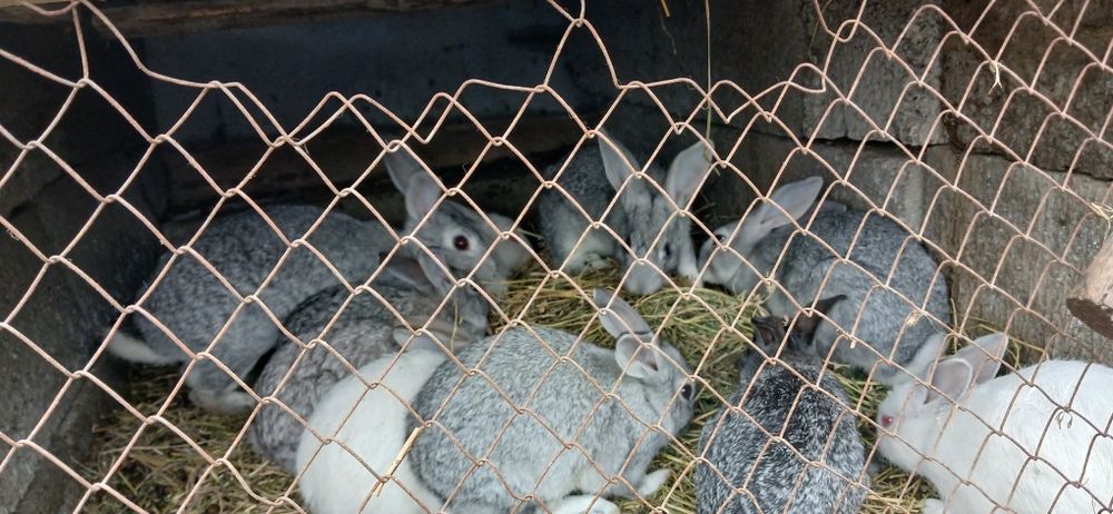 Куен болалари болалари