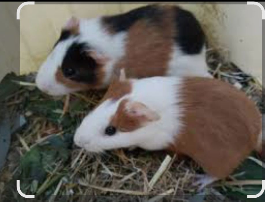 Марская свинкалар сотилади