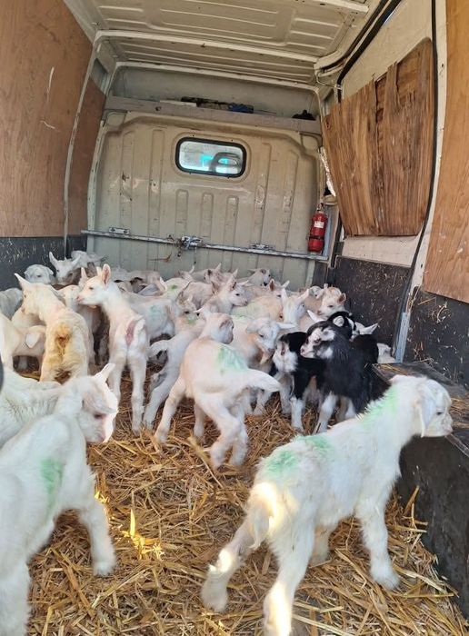 Ярета сукалчета BBM