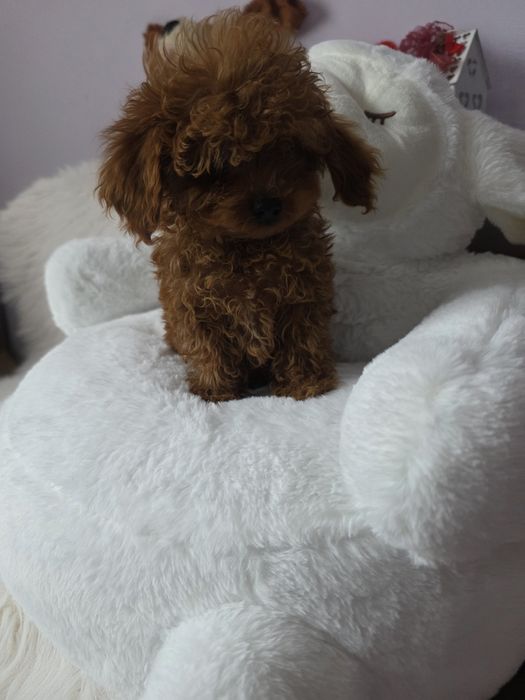 Пудел той с родословие/всички ваксини