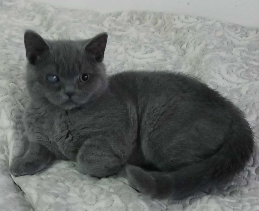 Шотландско котенце