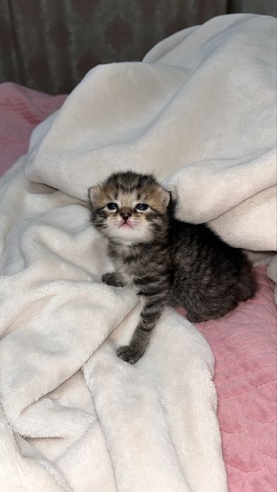 котята котята котята