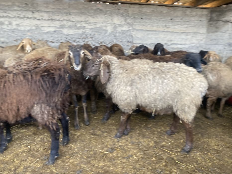 Продам жирных (тохтушек)