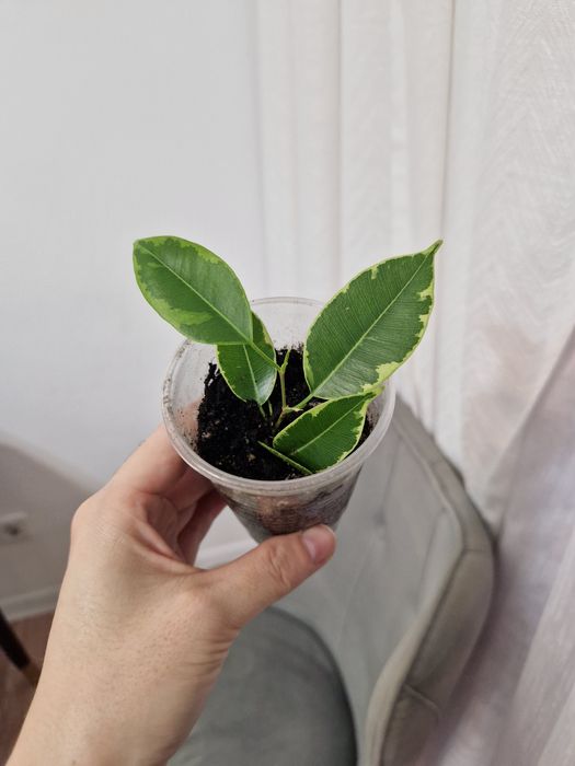 Фикус бенджамина черенки