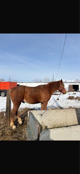 Айғыр уйірге 4 жаста