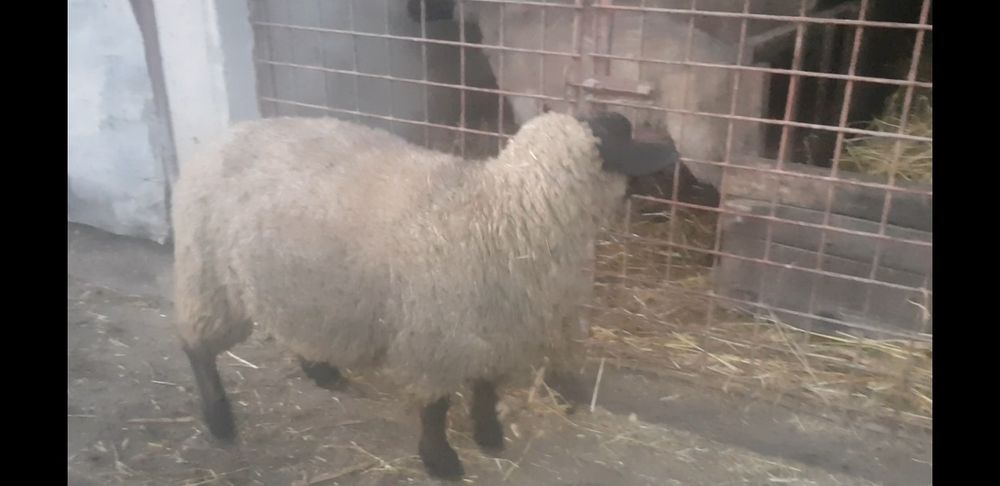 Berbecut de vînzare