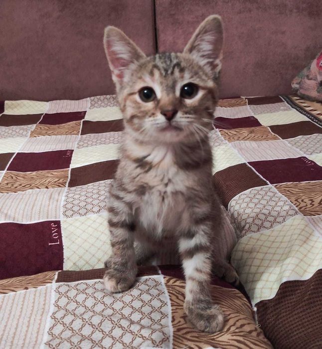 Котята в добрые ручки.