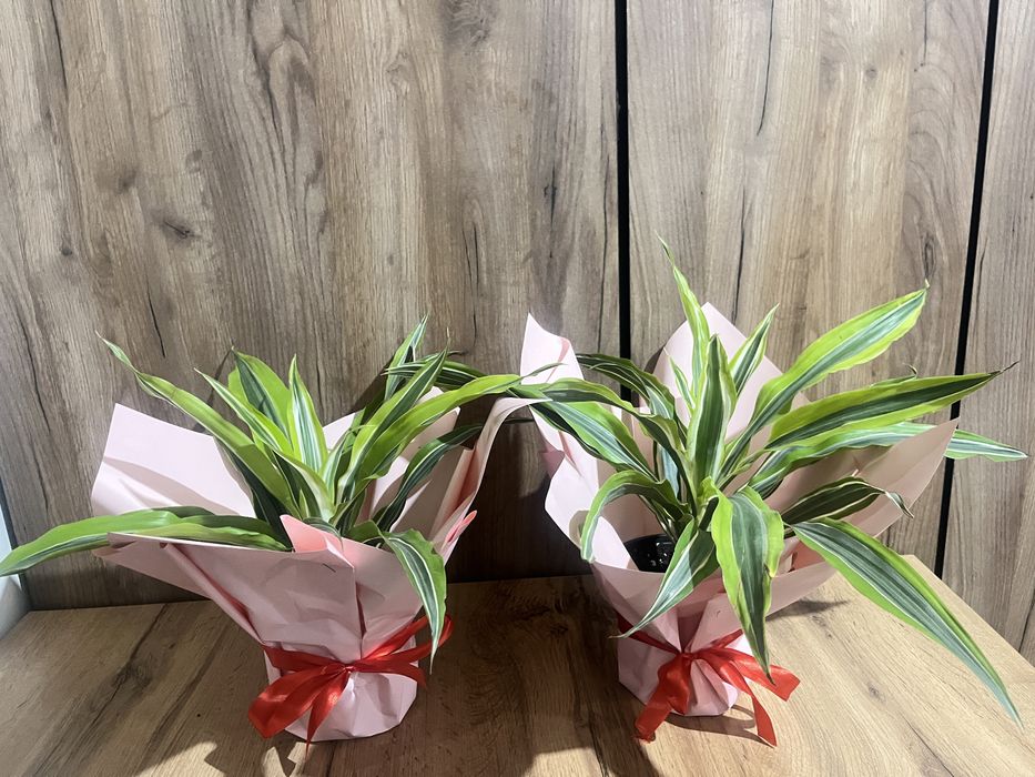 Цветы офисные комнатные