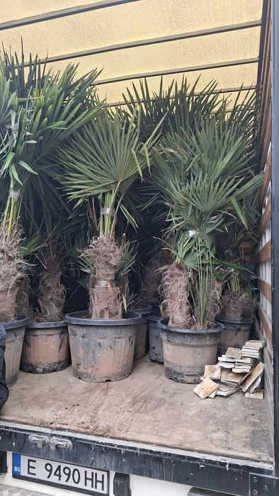 Палми Трахикарпус