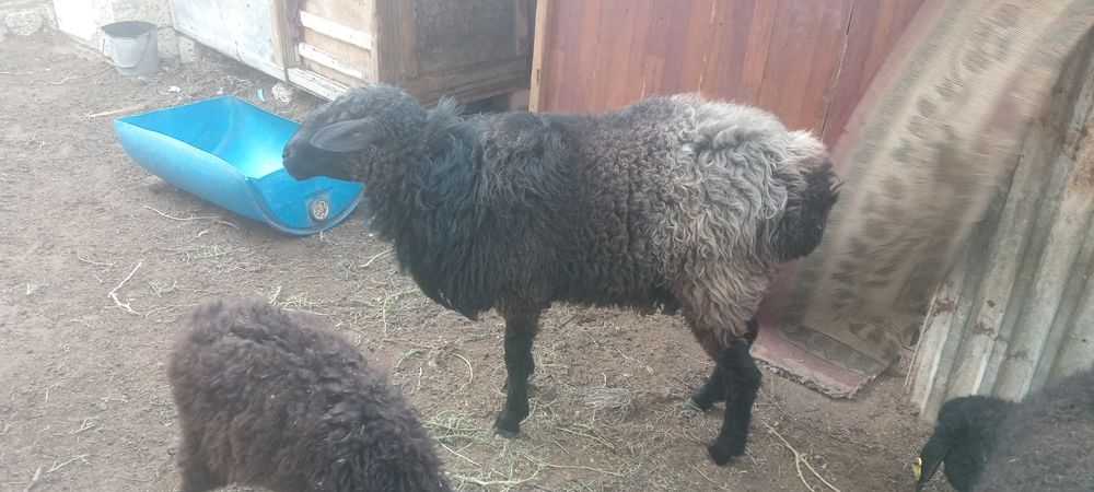 Кошкар сатылады семиз ири