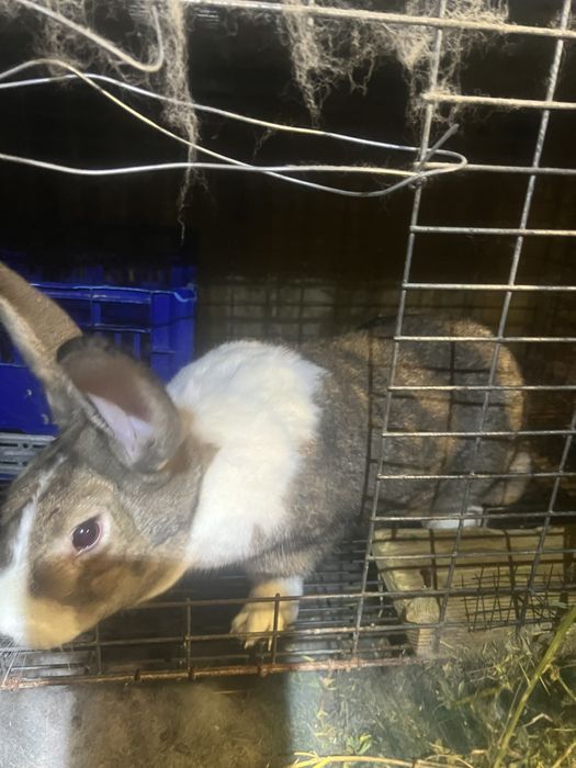 Iepuri de vanzare haycol francez