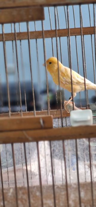 Канарейка самец шмель ярый/Шмель тайёр нар