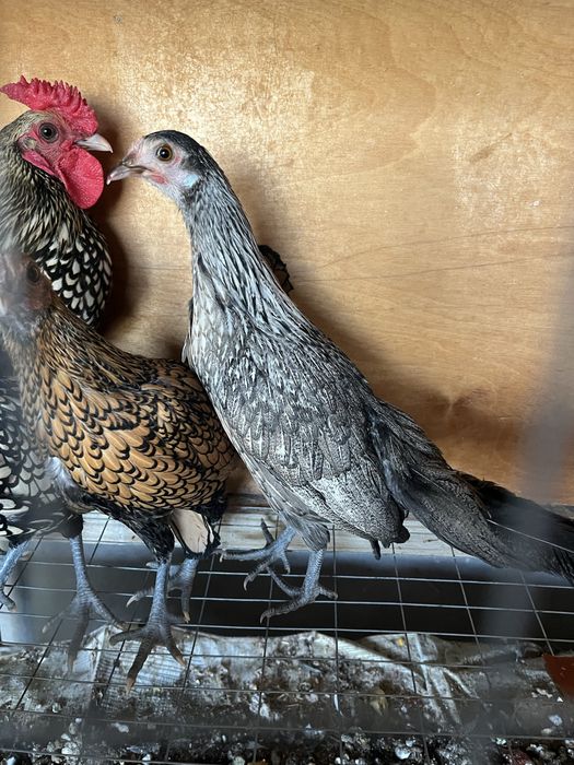 Sibrayt limon 1+1 va Fenix moda