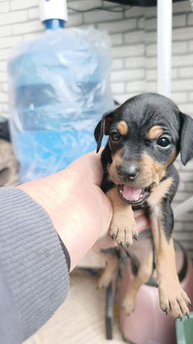 Щенки Той- терьер